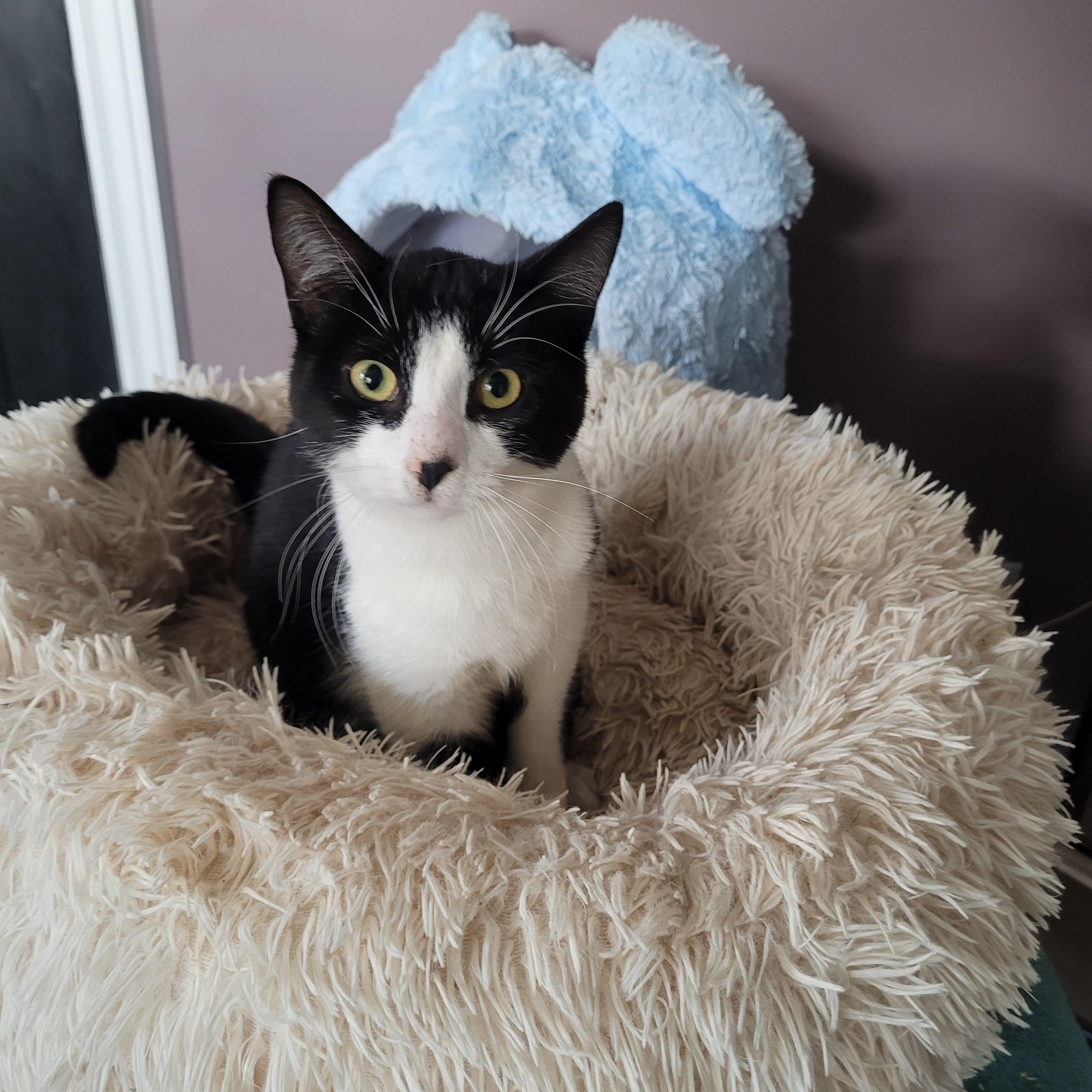 Enlarge Kristen  (f) 7 mths old Tuxedo , a ADOPTABLE Domestic Short Hair in Ottawa, ON image 2/3