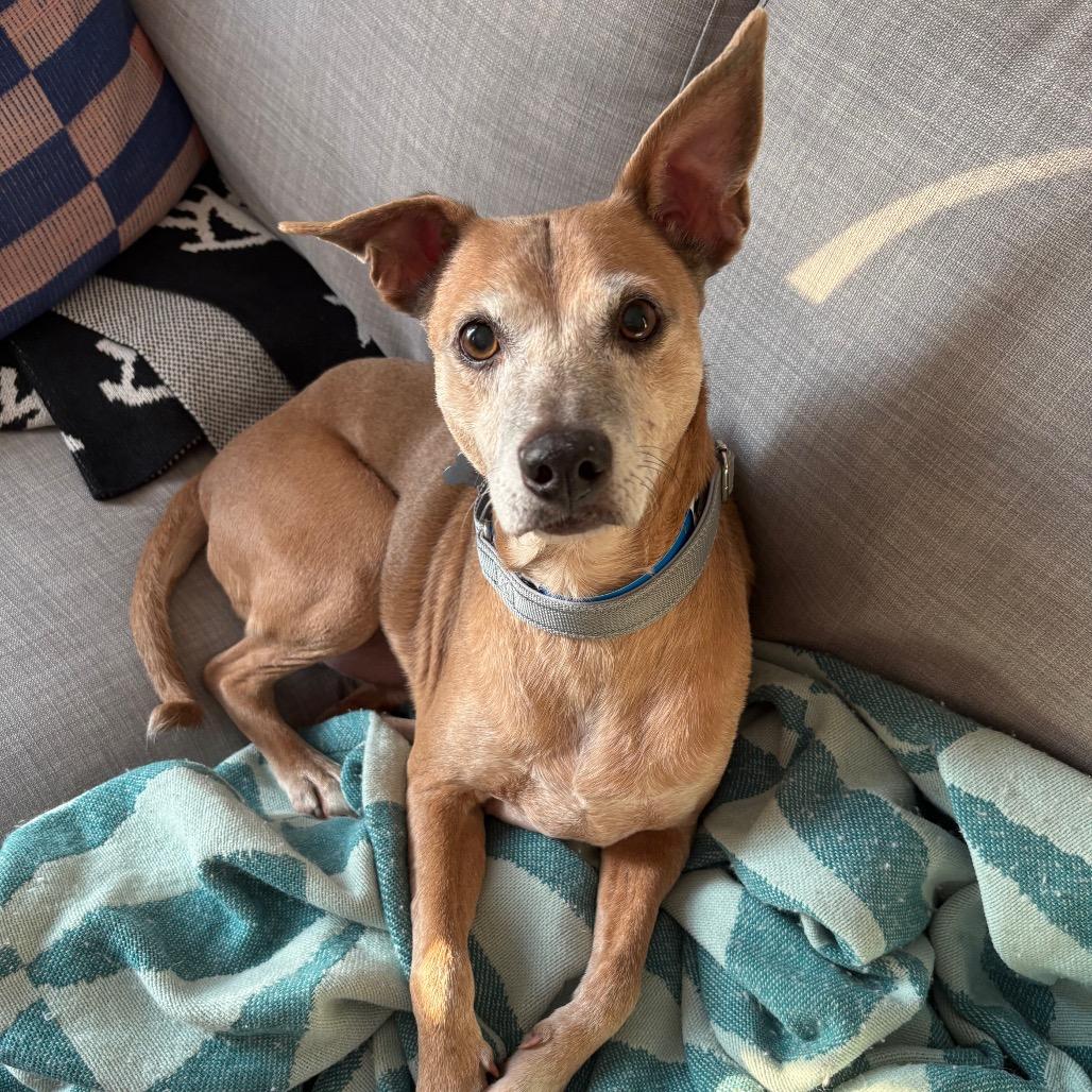 Enlarge Roger, a ADOPTABLE mixed breed in Kansas City, KS image 2/3