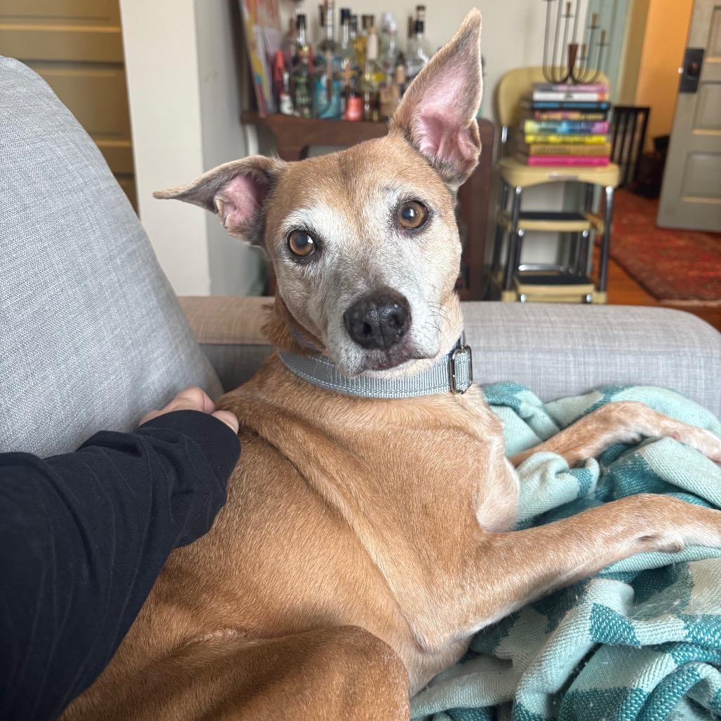 Enlarge Roger, a ADOPTABLE mixed breed in Kansas City, KS image 3/3