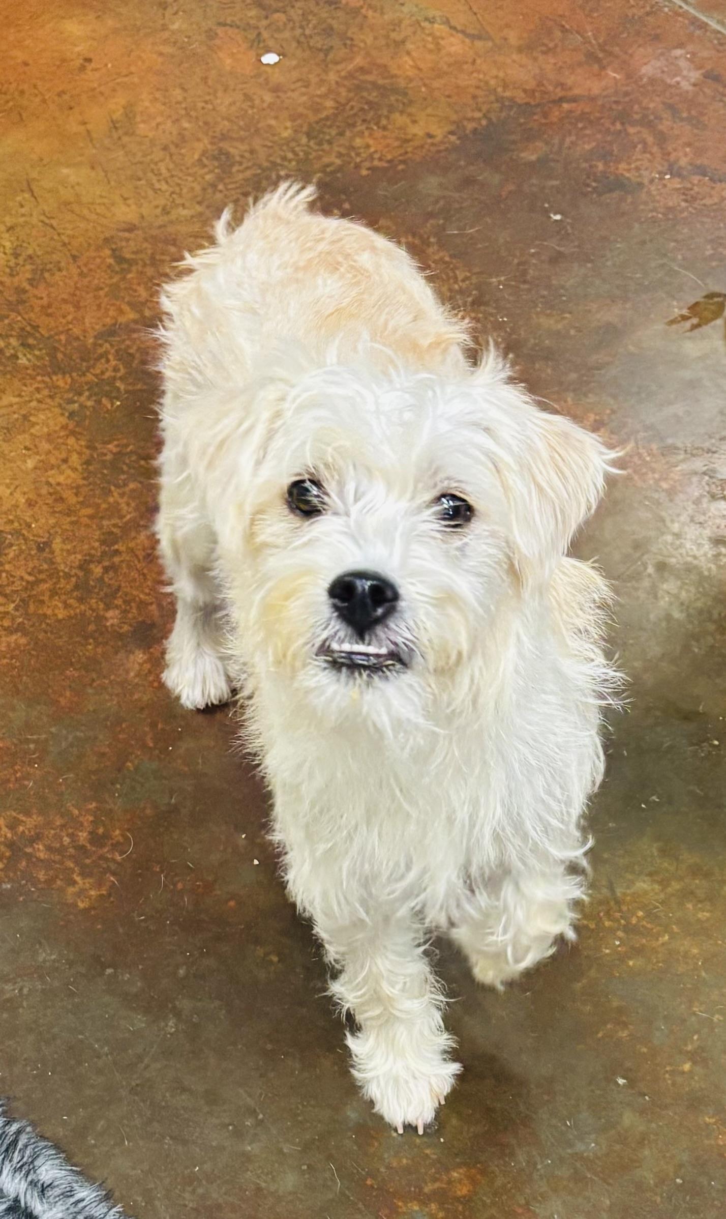 Vanilla, Adoptable, Young Female Terrier & Schnauzer.