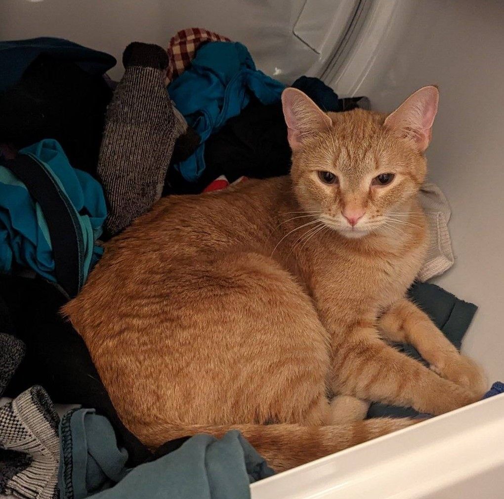 Mango, Adopted, Adult Male Domestic Short Hair.