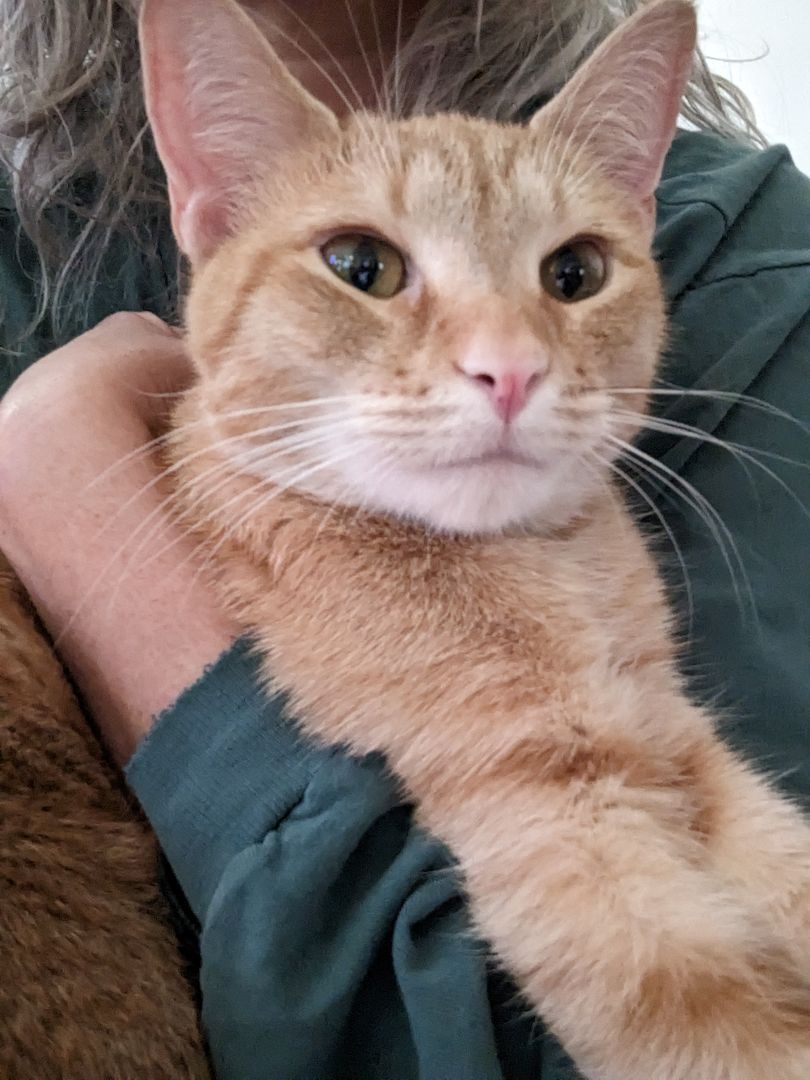 Mango, a Adopted Domestic Short Hair in Wilmington, NC image 2/4