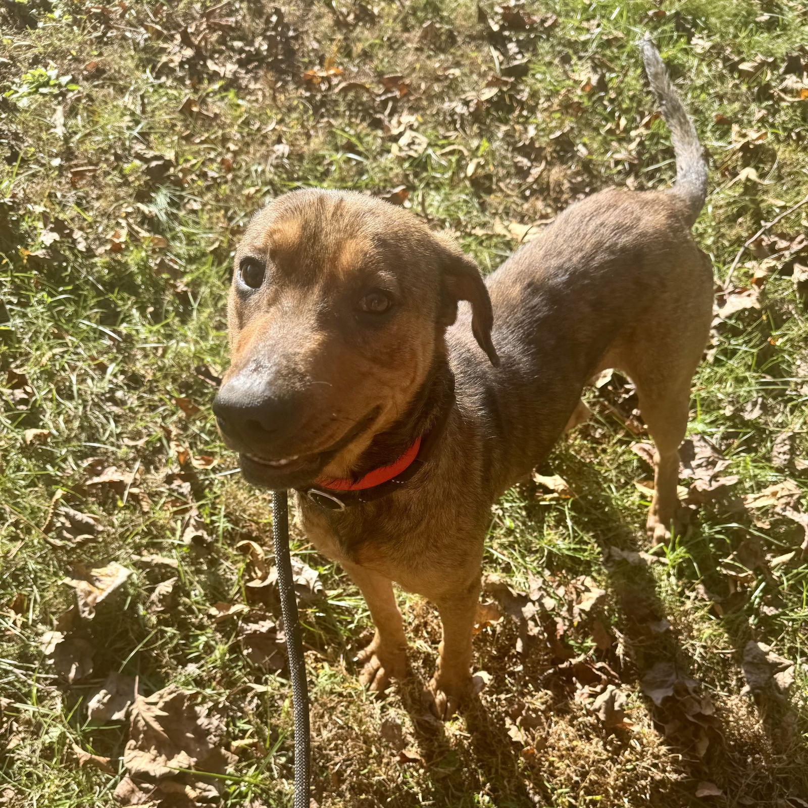 Red, Adoptable, Young Male Mixed Breed.