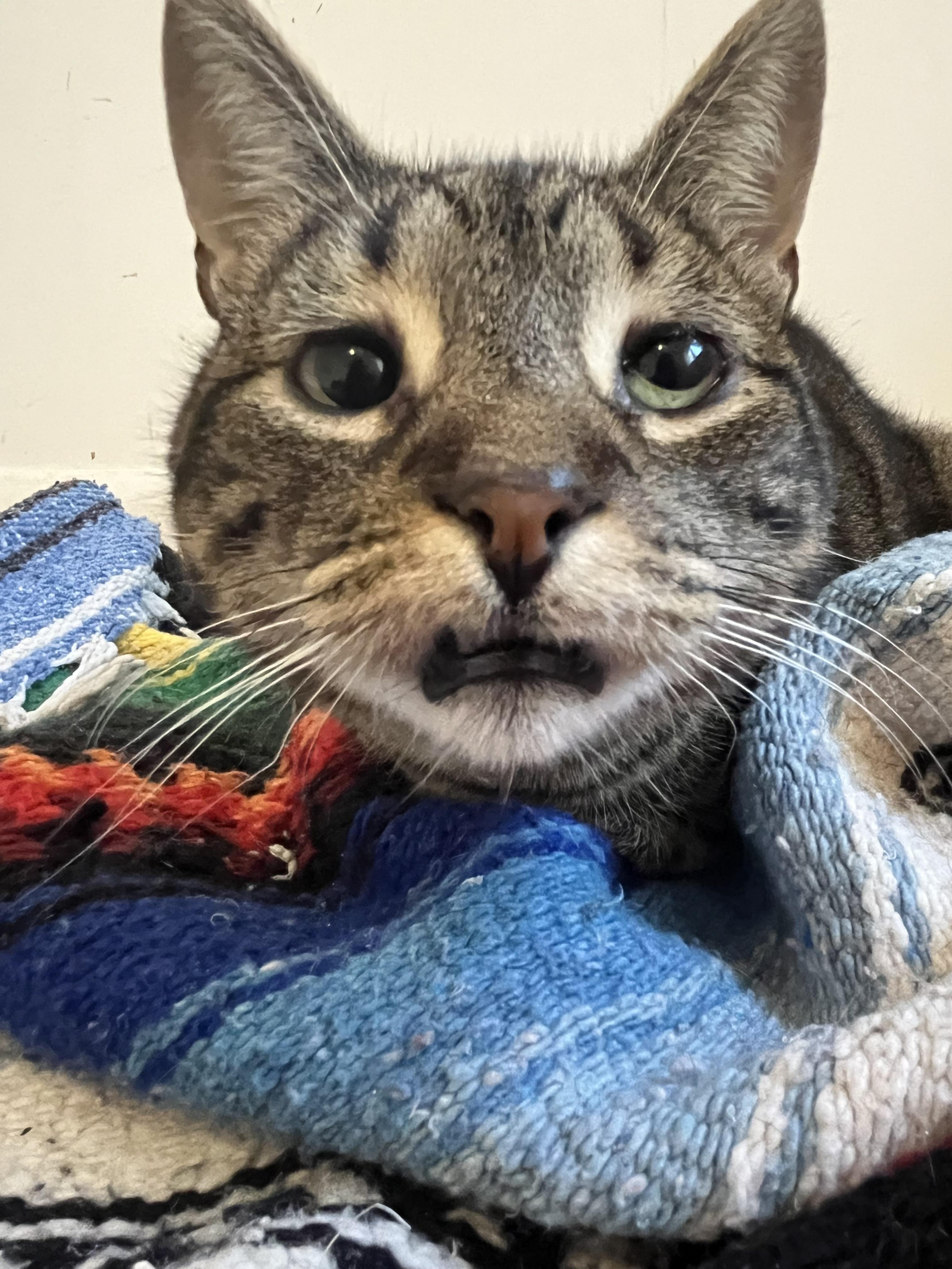 Enlarge Cat Power, the affectionate diva for those who appreciate grrl cat energy, a Adoptable Domestic Short Hair in New York, NY image 5/6