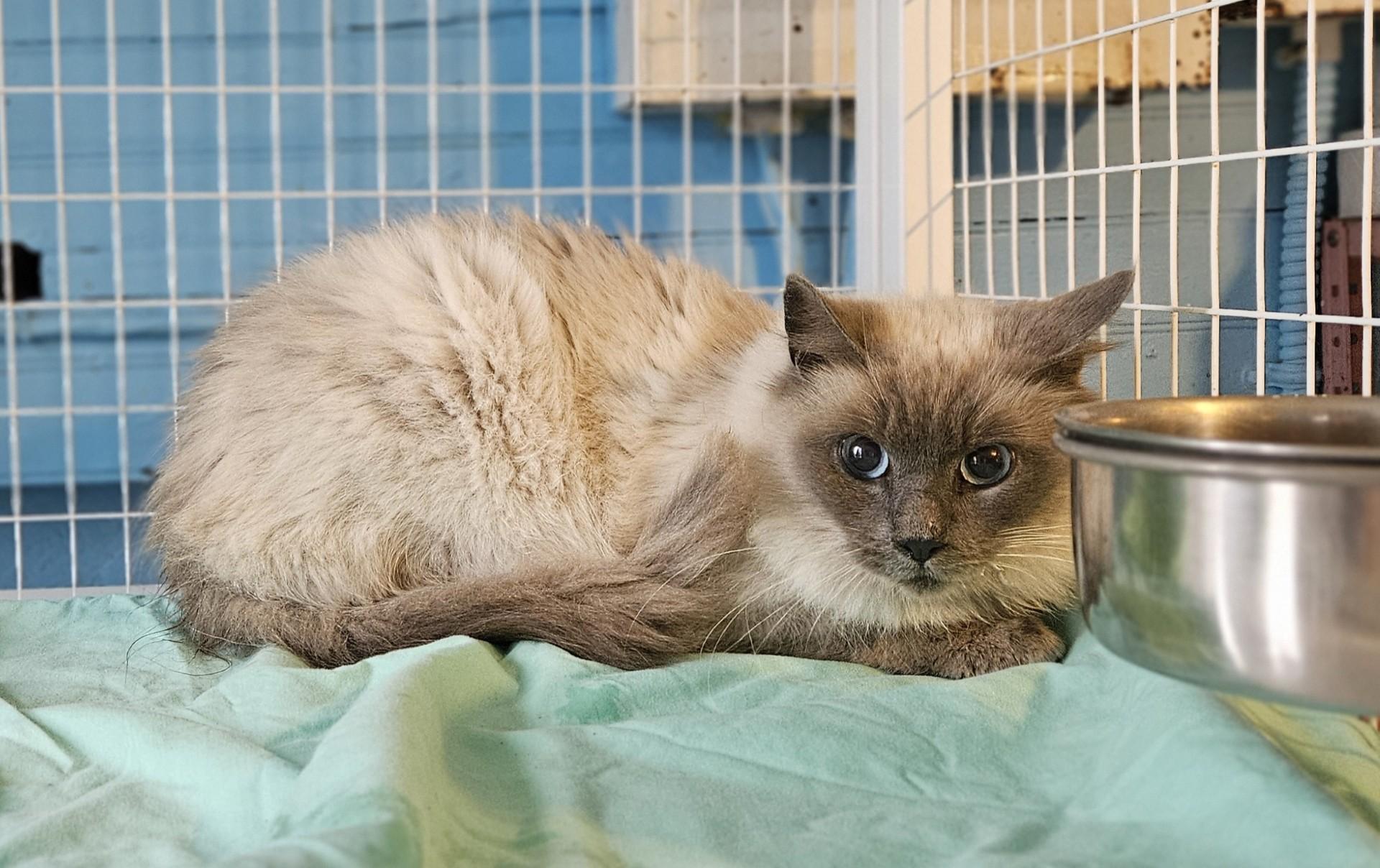 Enlarge Pilgrim, a ADOPTABLE Domestic Medium Hair in Claremont, NH image 1/1