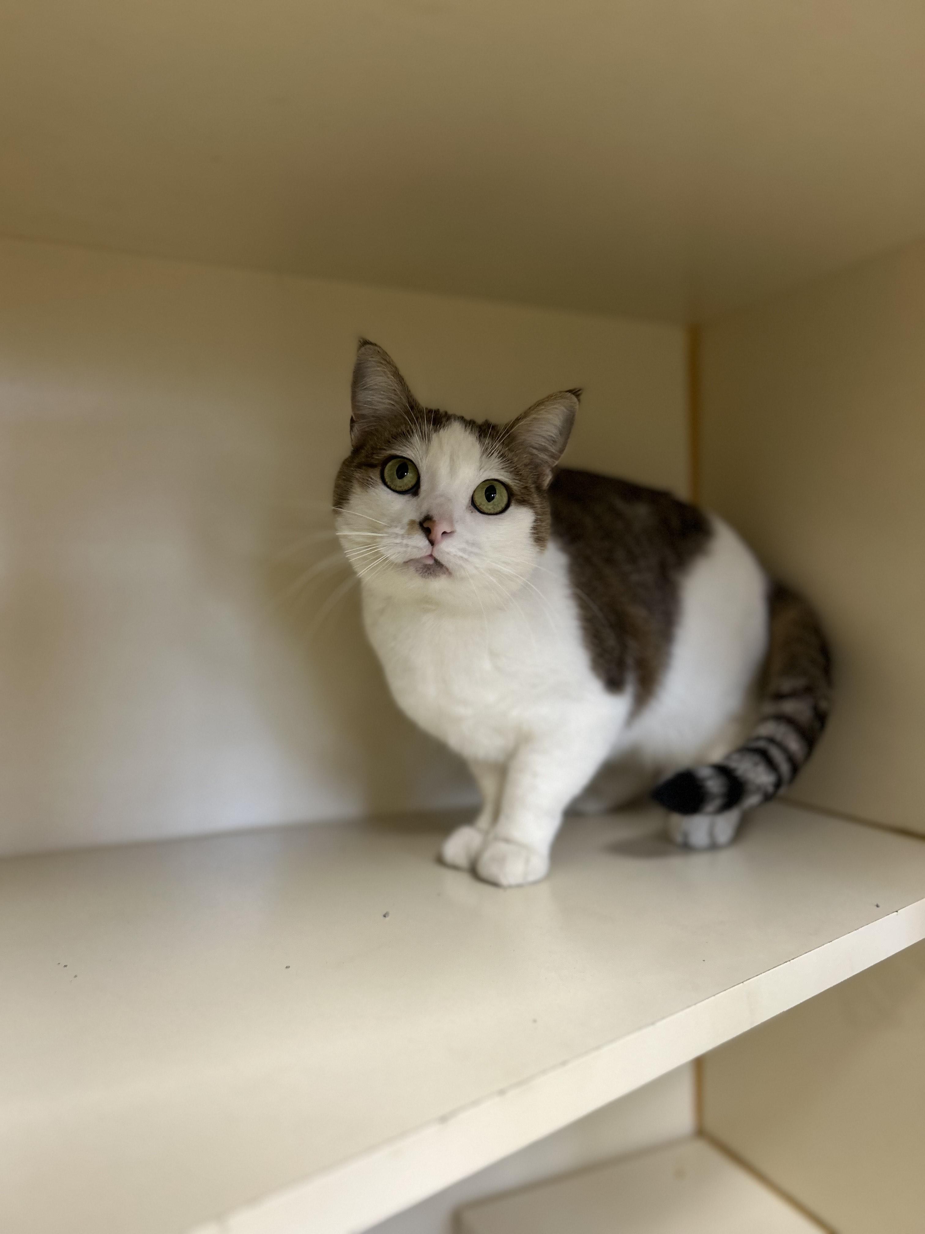 Enlarge Baby, an adopted Domestic Short Hair in Myerstown, PA image 2/2