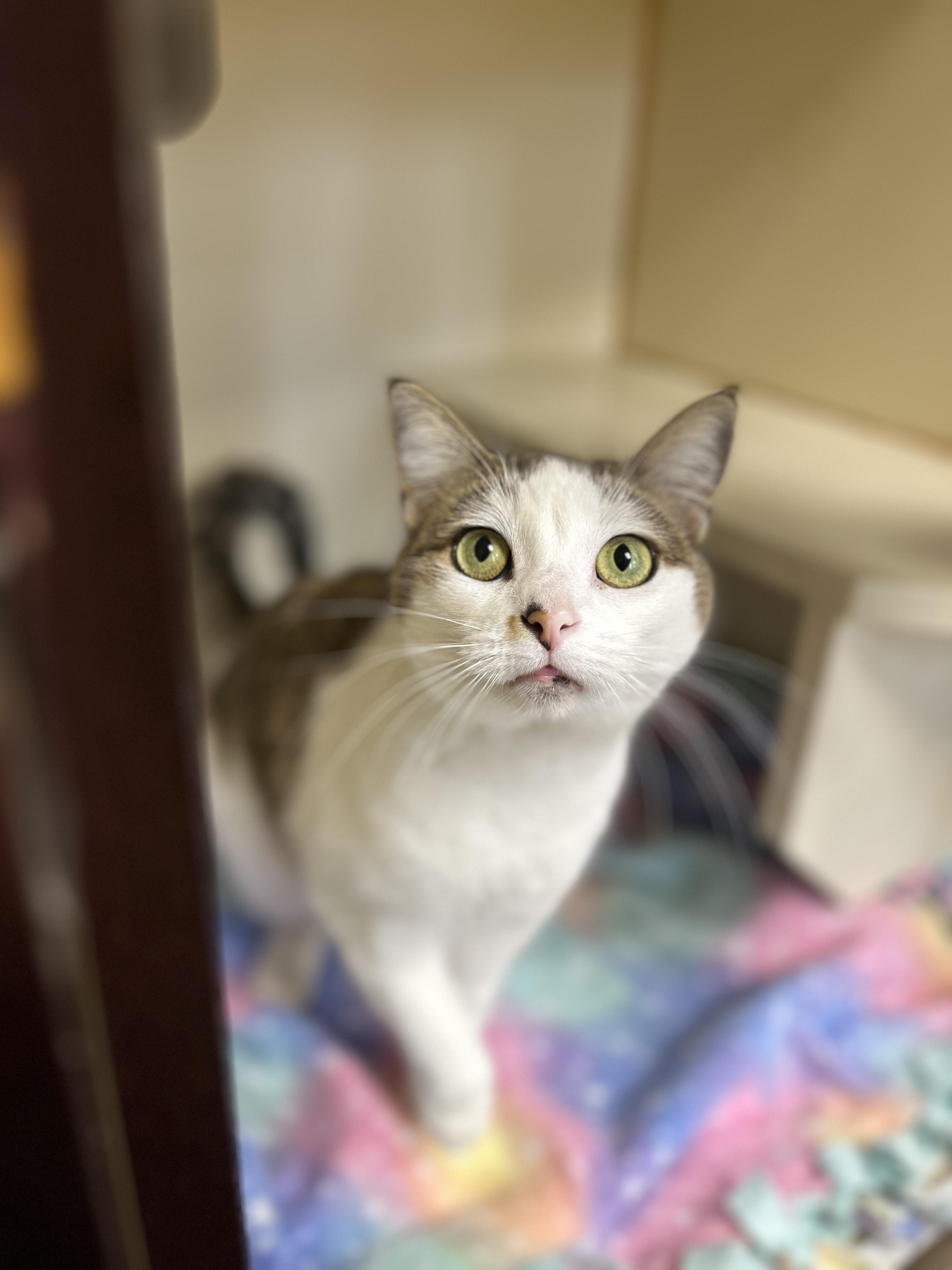 Enlarge Baby, an adopted Domestic Short Hair in Myerstown, PA image 1/2