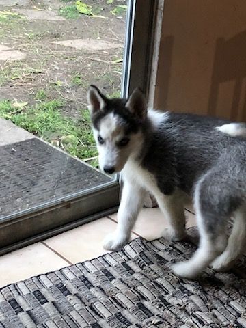 Skye, Adopted, Puppy Female Siberian Husky.