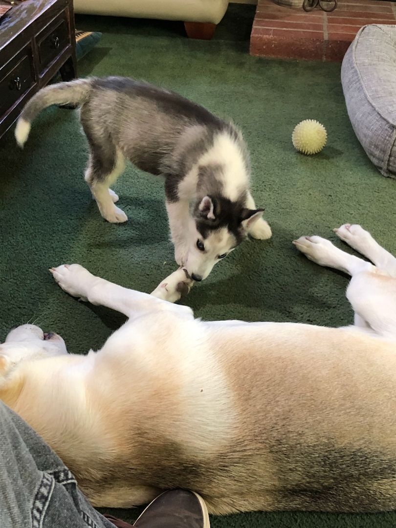 Enlarge Skye, a Adopted Siberian Husky in Santa Barbara, CA image 2/12