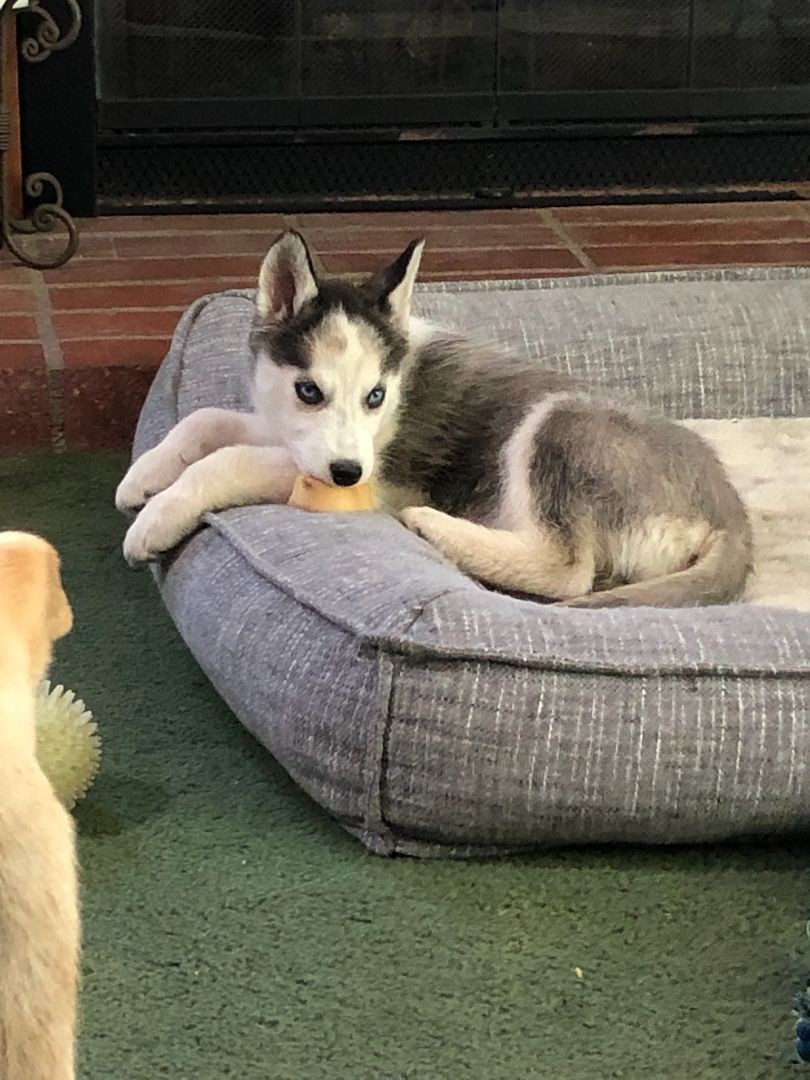 Enlarge Skye, a Adopted Siberian Husky in Santa Barbara, CA image 3/12
