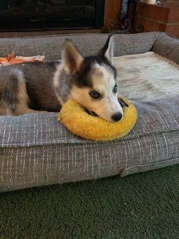 Enlarge Skye, a Adopted Siberian Husky in Santa Barbara, CA image 5/12