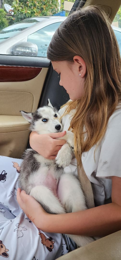 Enlarge Skye, a Adopted Siberian Husky in Santa Barbara, CA image 6/12