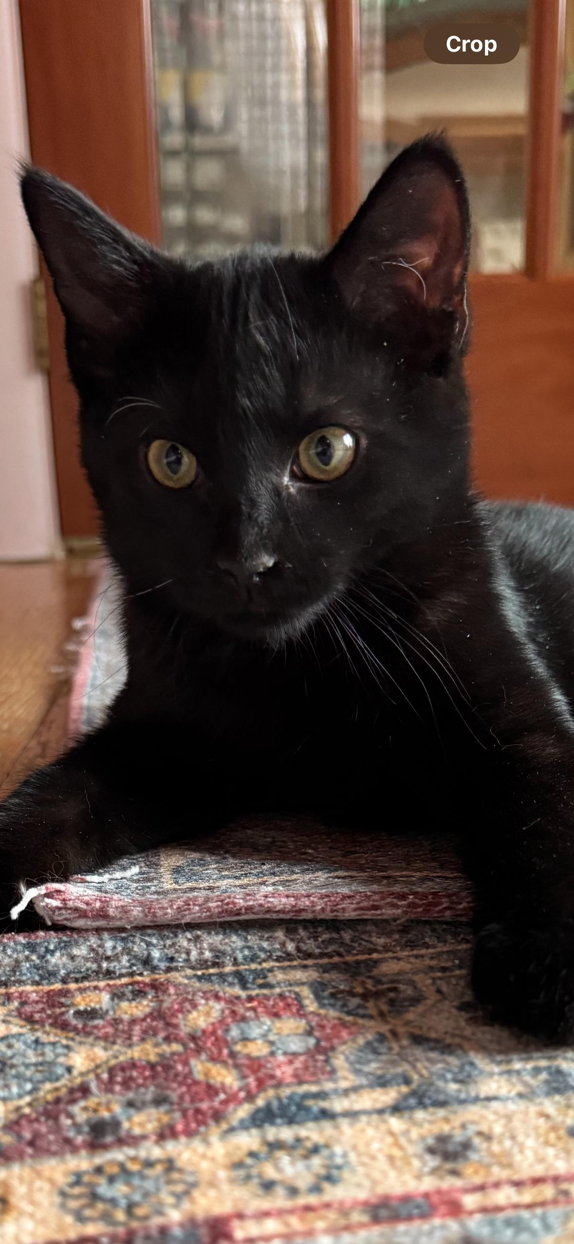 Enlarge KitKat, an adopted mixed breed in Westminster, MD image 1/1