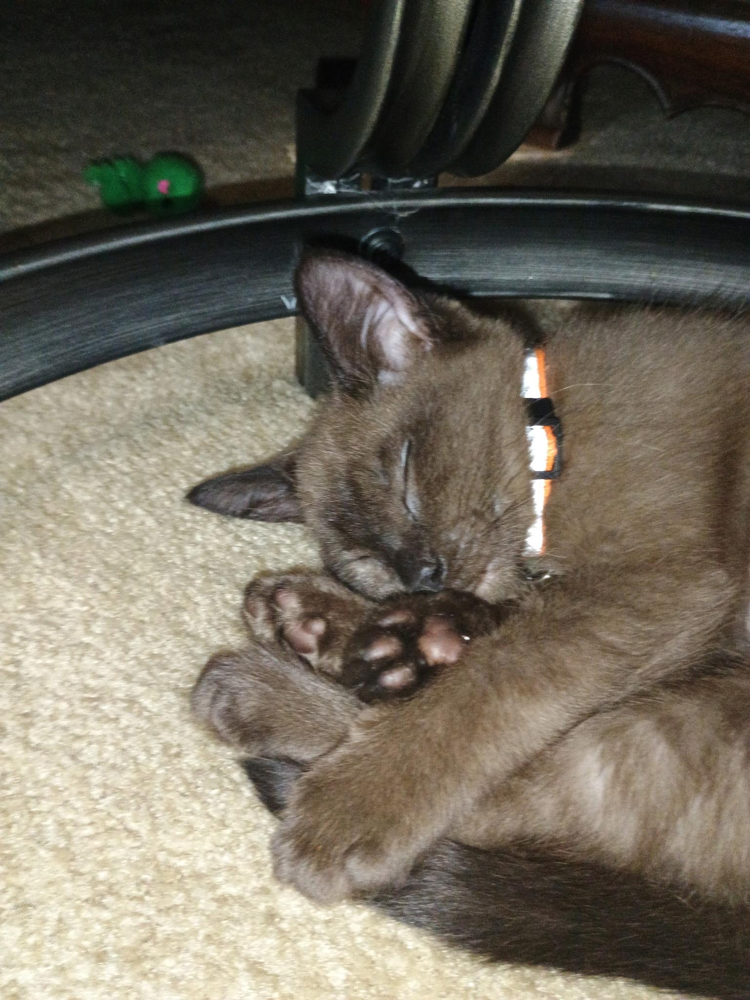 Walle photo 3