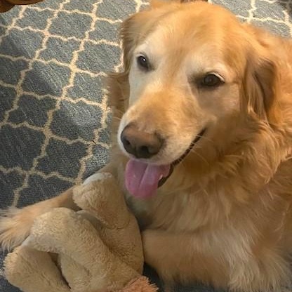 Enlarge Dakota, a Adopted Golden Retriever in Scranton, PA image 1/6