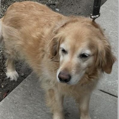Enlarge Dakota, a Adopted Golden Retriever in Scranton, PA image 2/6