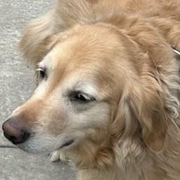 Enlarge Dakota, a Adopted Golden Retriever in Scranton, PA image 3/6