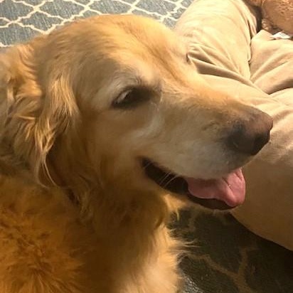 Enlarge Dakota, a Adopted Golden Retriever in Scranton, PA image 4/6