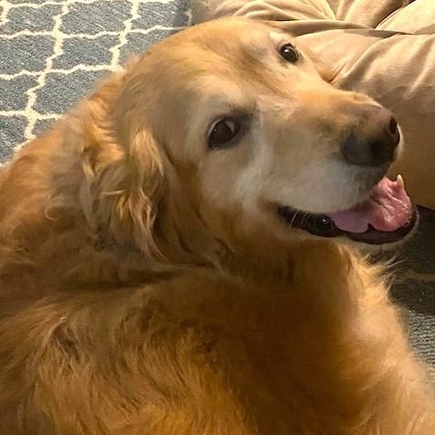 Enlarge Dakota, a Adopted Golden Retriever in Scranton, PA image 5/6