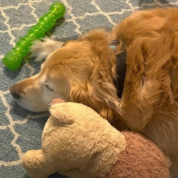 Enlarge Dakota, a Adopted Golden Retriever in Scranton, PA image 6/6