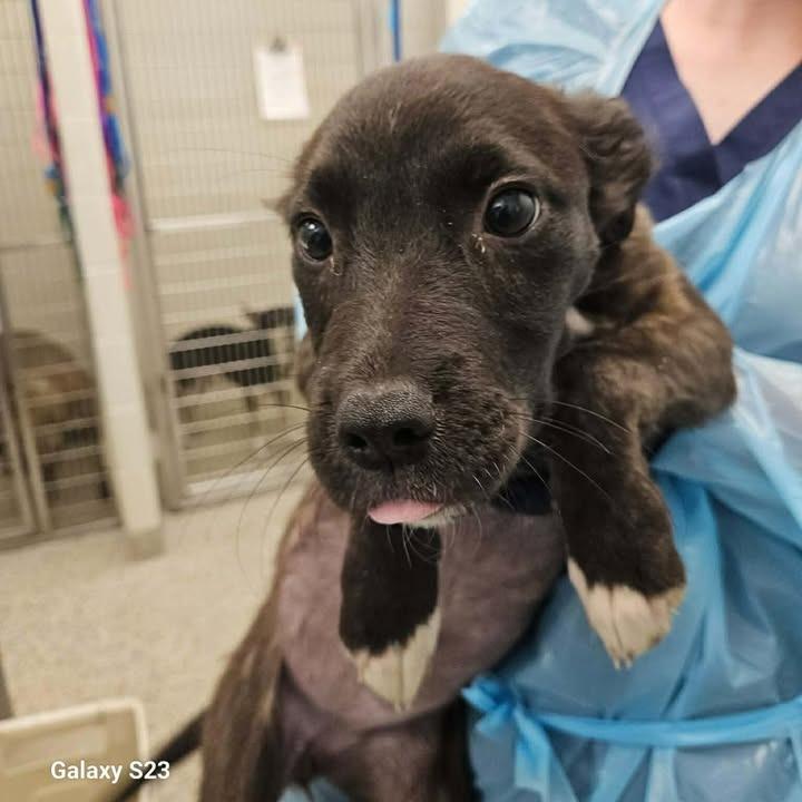 Funyun, Adopted, Puppy Female Pit Bull Terrier.