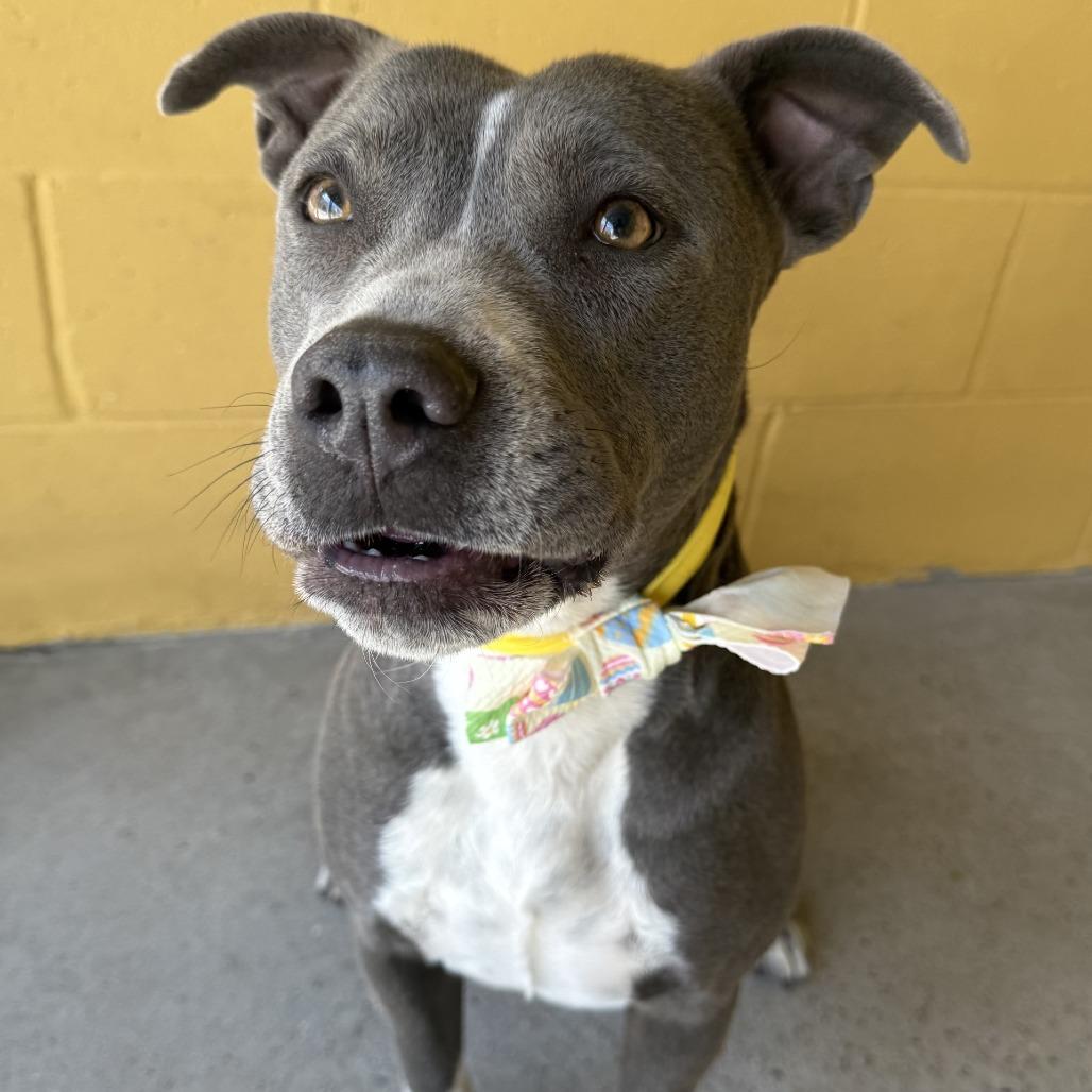 Enlarge Momo, a Adoptable Mixed Breed in Las Cruces, NM image 1/5