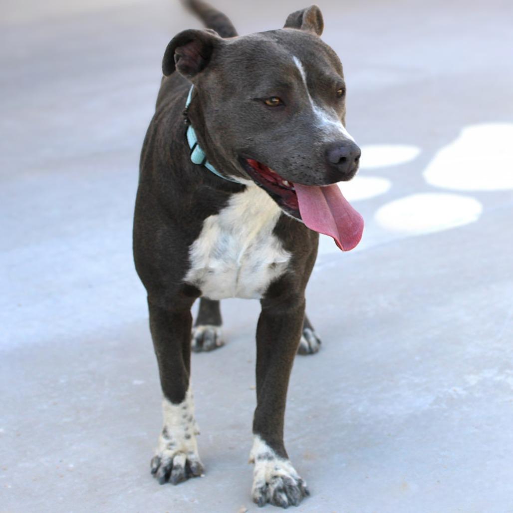 Enlarge Momo, a Adoptable Mixed Breed in Las Cruces, NM image 2/5