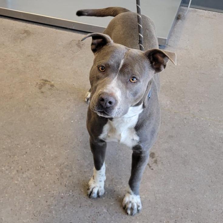 Enlarge Momo, a Adoptable Mixed Breed in Las Cruces, NM image 3/5