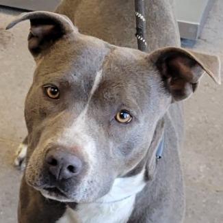 Enlarge Momo, a Adoptable Mixed Breed in Las Cruces, NM image 4/5