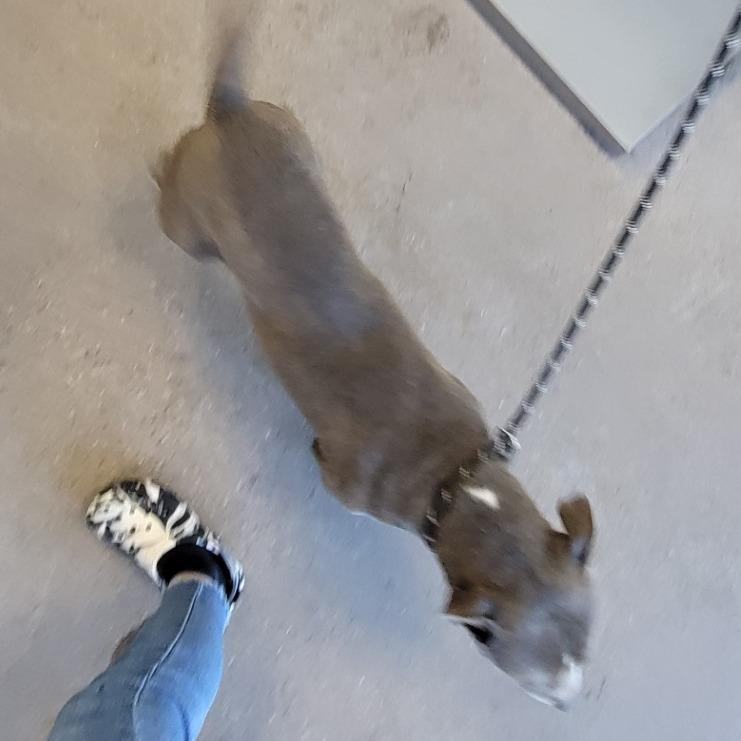 Enlarge Momo, a Adoptable Mixed Breed in Las Cruces, NM image 5/5