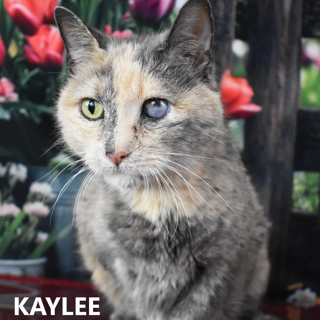 Enlarge Kaylee, a Adoptable Domestic Short Hair in Yuma, AZ image 1/2