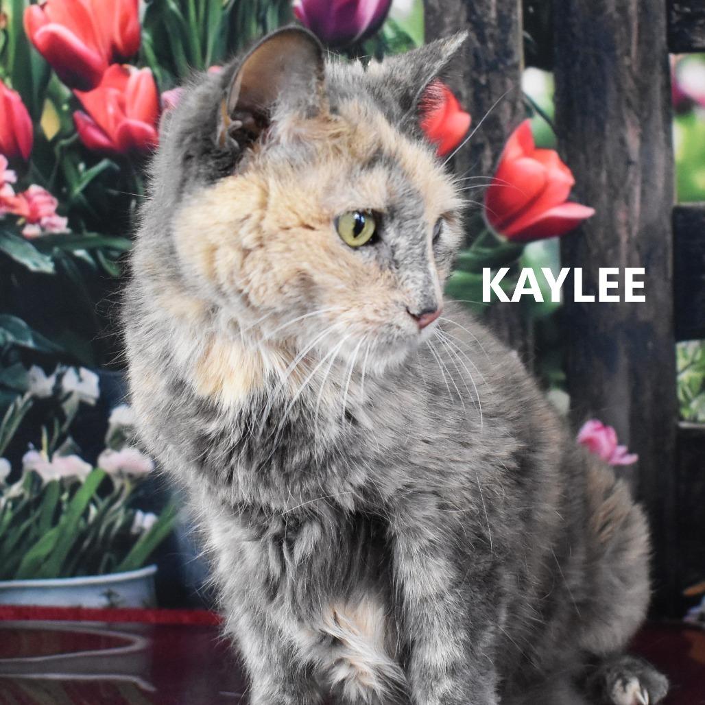 Enlarge Kaylee, a Adoptable Domestic Short Hair in Yuma, AZ image 2/2