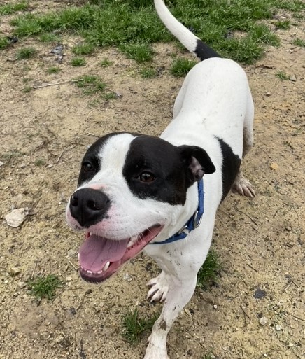 Rocky- needs a foster, Young Male American Bulldog