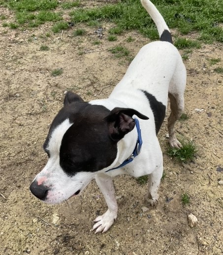 Rocky- needs a foster photo 2