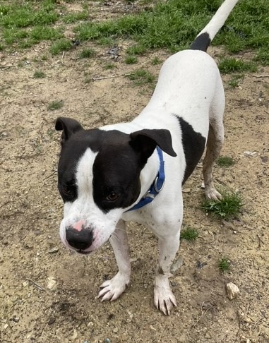 Rocky- needs a foster photo 3