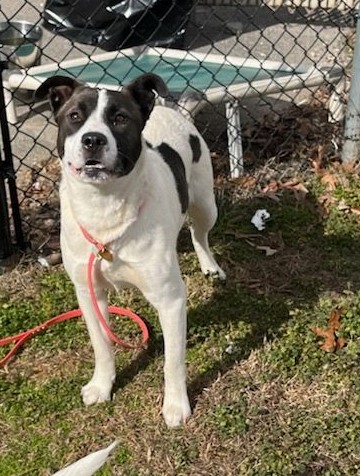 Rocky- needs a foster photo 4