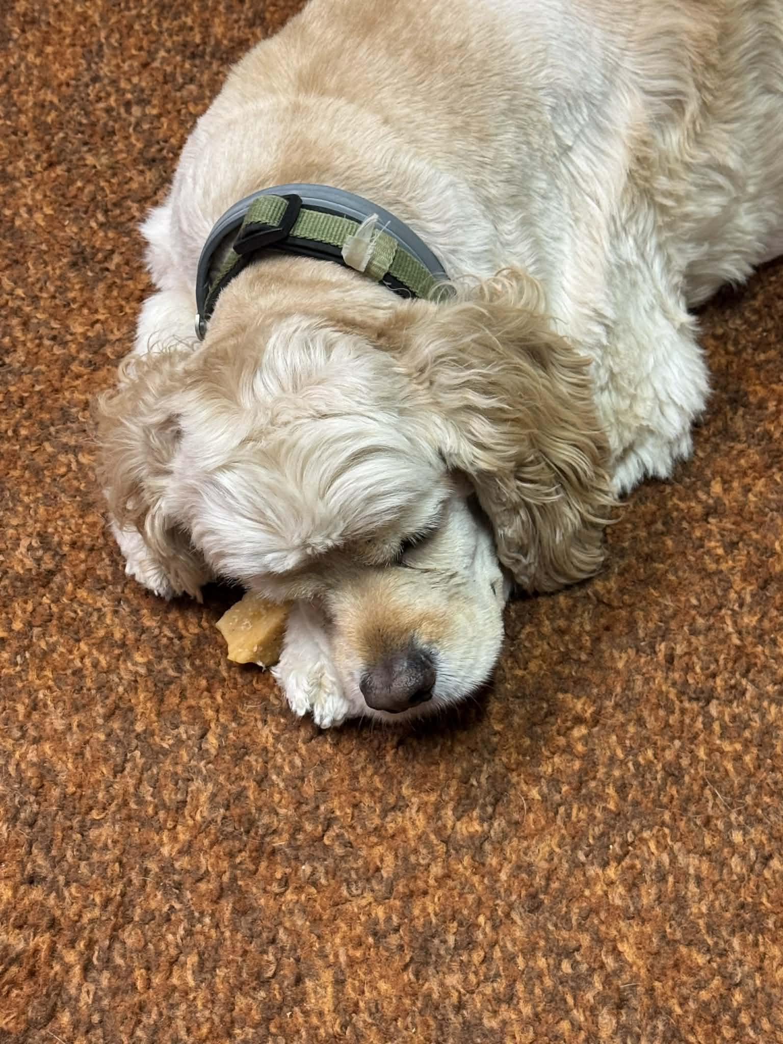 Brody, ADOPTABLE, Adult Male Cocker Spaniel.