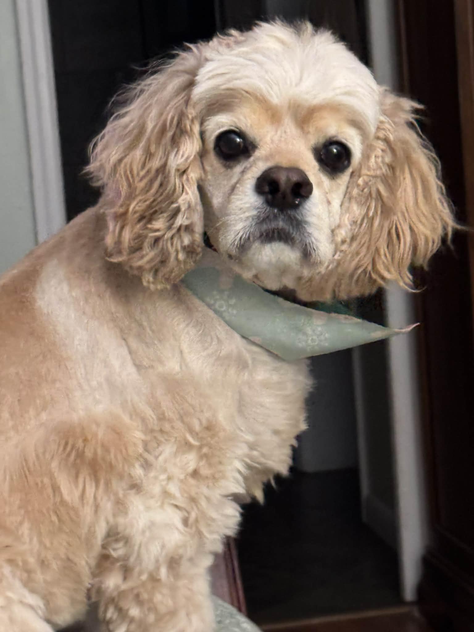 Enlarge Brody, a ADOPTABLE Cocker Spaniel in Heiskell, TN image 2/3