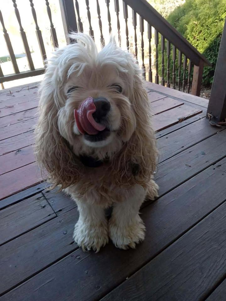 Enlarge Brody, a ADOPTABLE Cocker Spaniel in Heiskell, TN image 3/3
