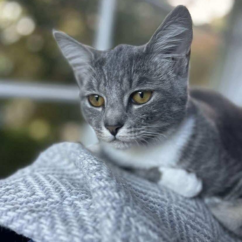 Maple - 20% off - Mistletoe Litter, a Adoptable mixed breed in Gladstone, OR image 3/5