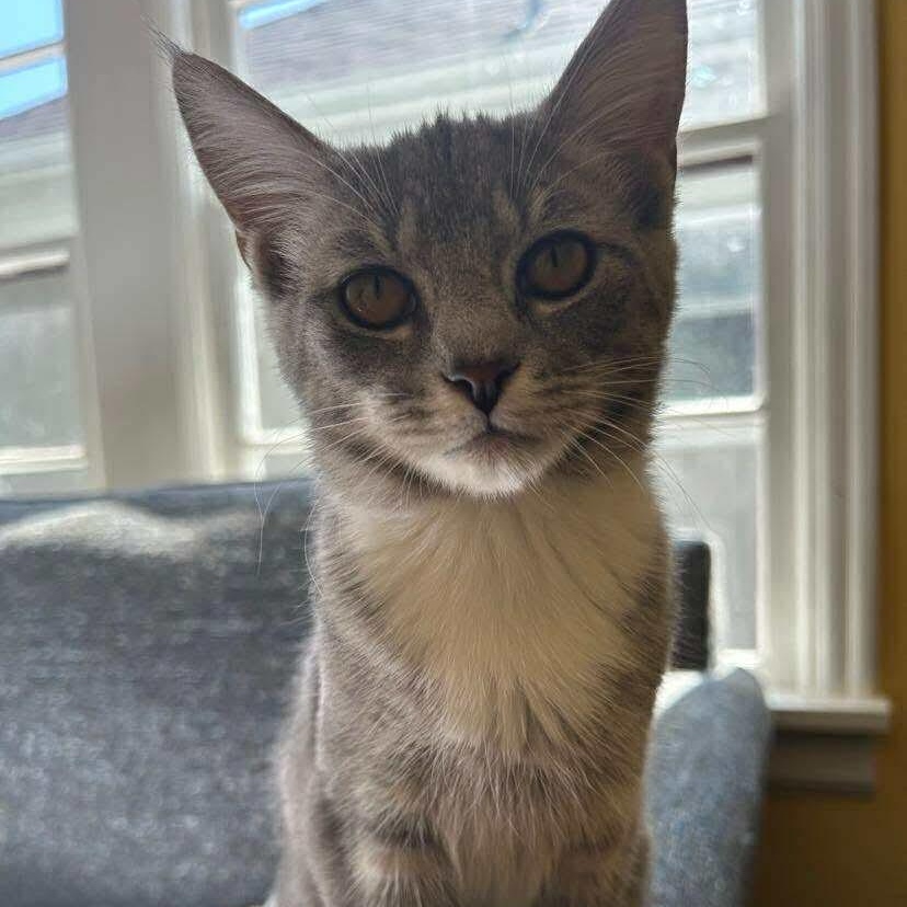 Maple - 20% off - Mistletoe Litter, a Adoptable mixed breed in Gladstone, OR image 2/5