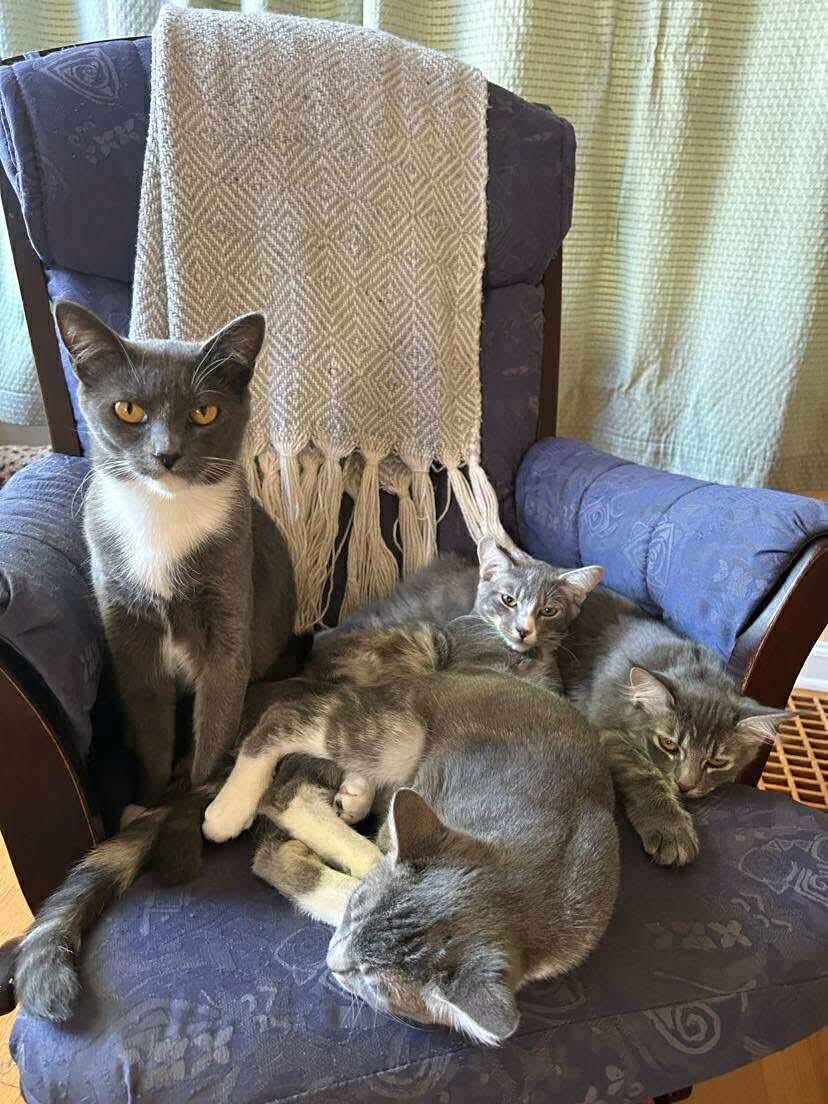 Maple - 20% off - Mistletoe Litter, a Adoptable mixed breed in Gladstone, OR image 4/5