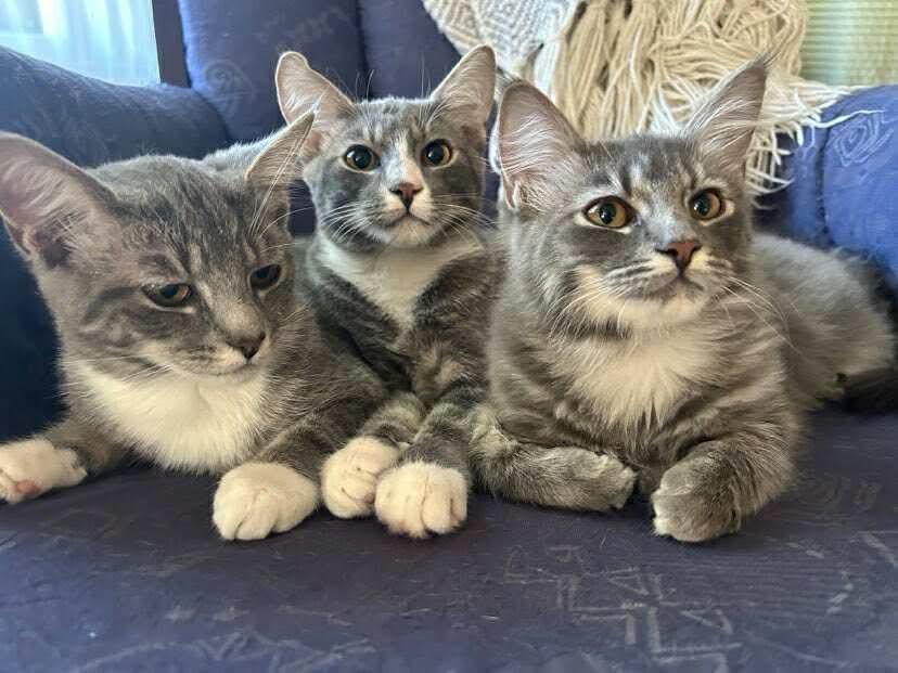 Maple - 20% off - Mistletoe Litter, a Adoptable mixed breed in Gladstone, OR image 5/5