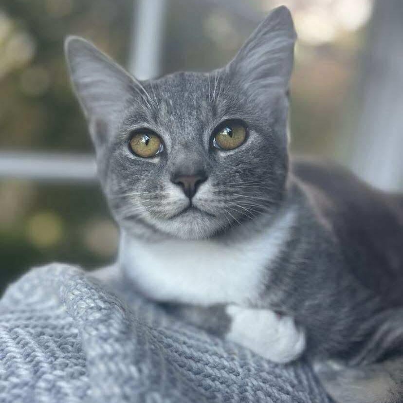 Maple - 20% off - Mistletoe Litter, a Adoptable mixed breed in Gladstone, OR image 1/5