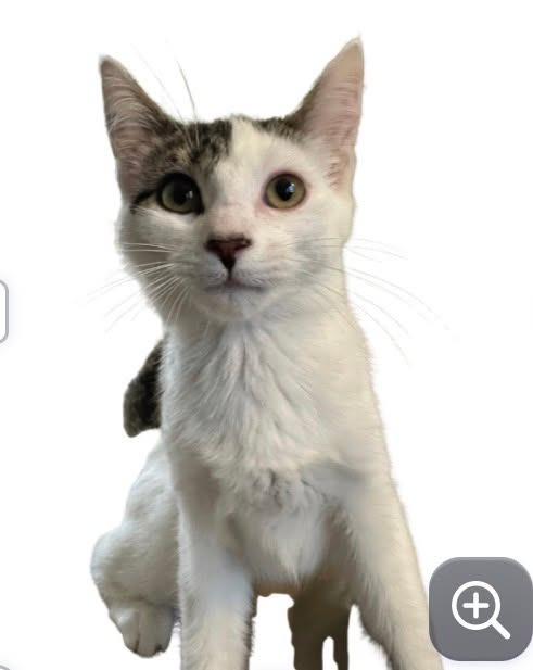 Snake, Adoptable, Kitten Female Domestic Short Hair.