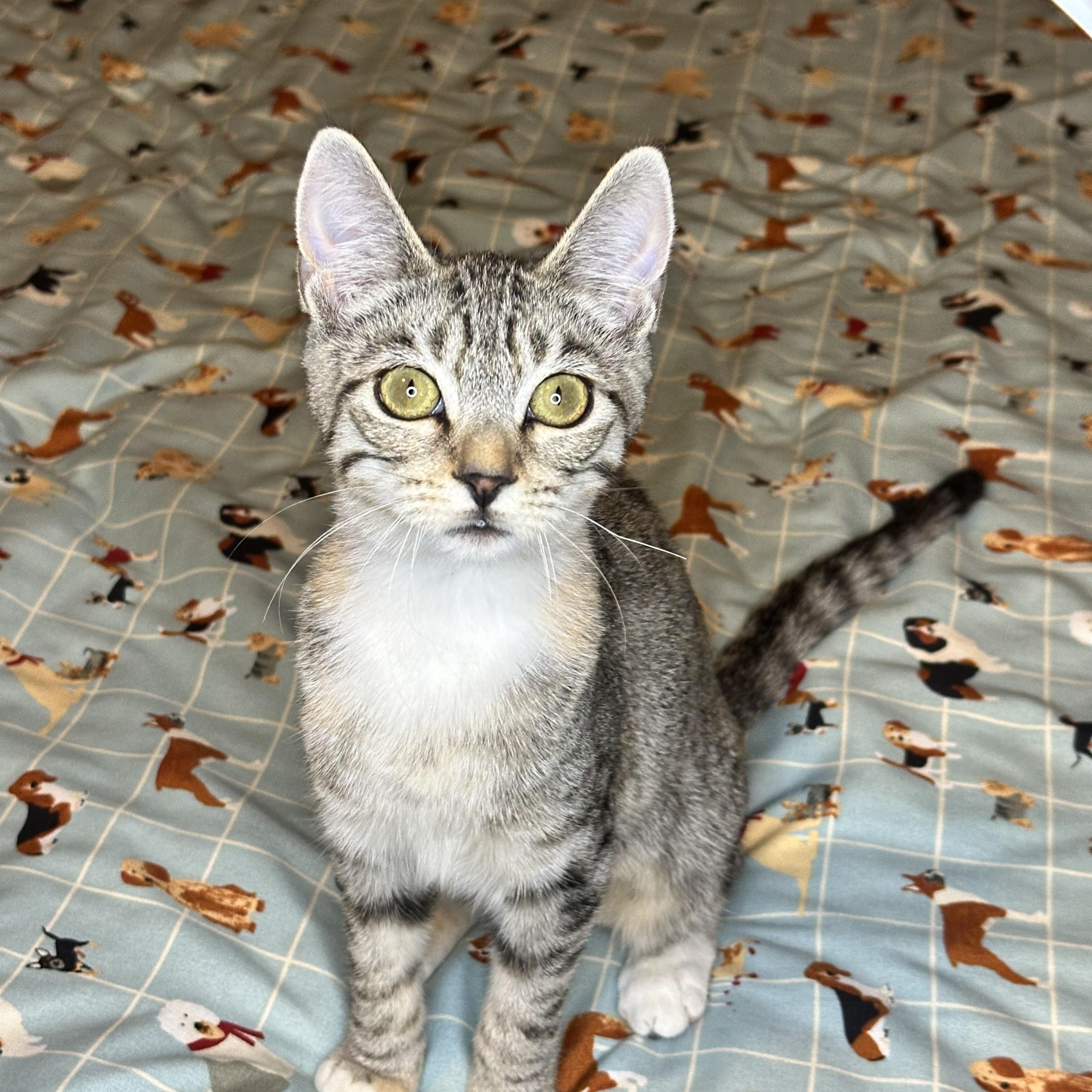 Lucy, ADOPTABLE, Young Female Domestic Short Hair.