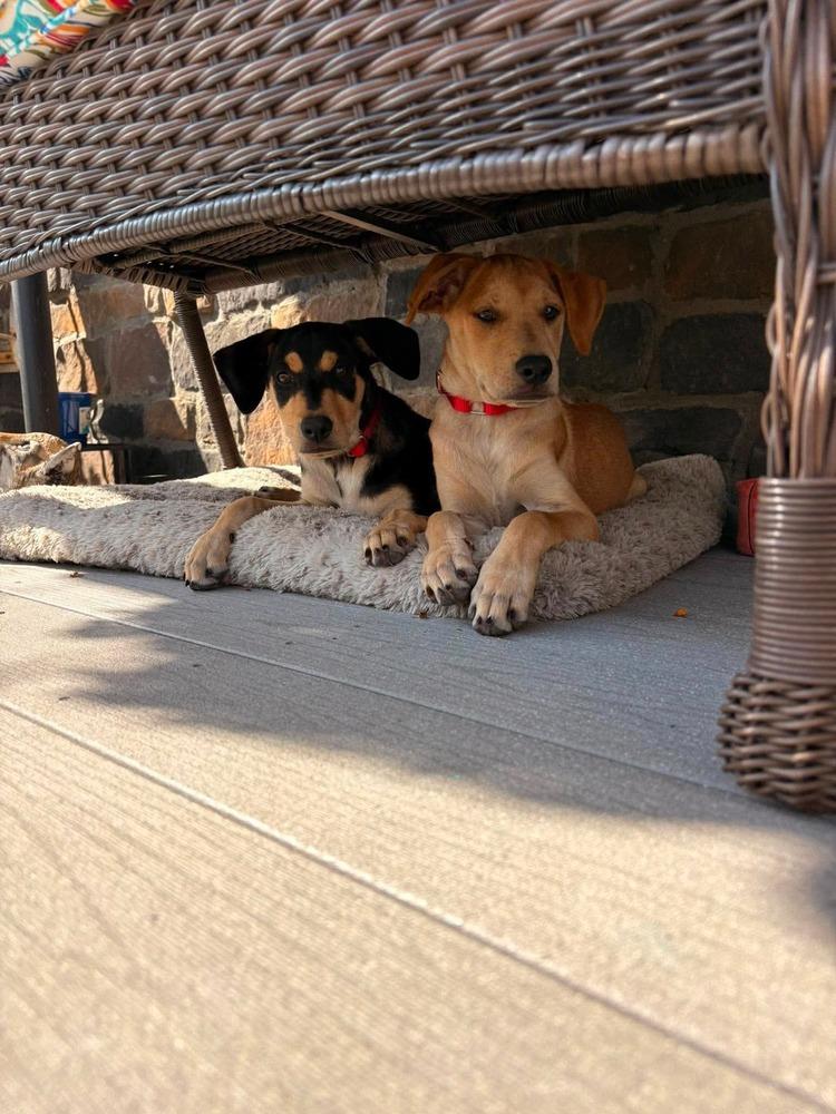 Jack, a Adoptable mixed breed in Valley Stream, NY image 1/6