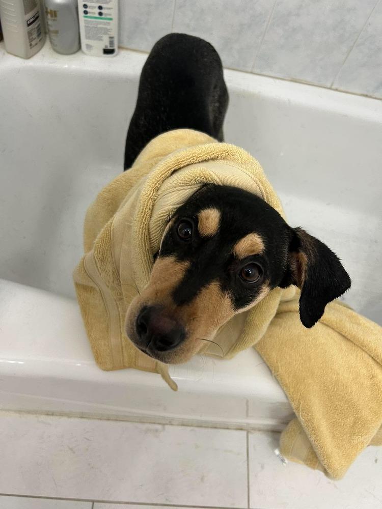 Jack, Adoptable, Puppy Male Labrador Retriever & Retriever.