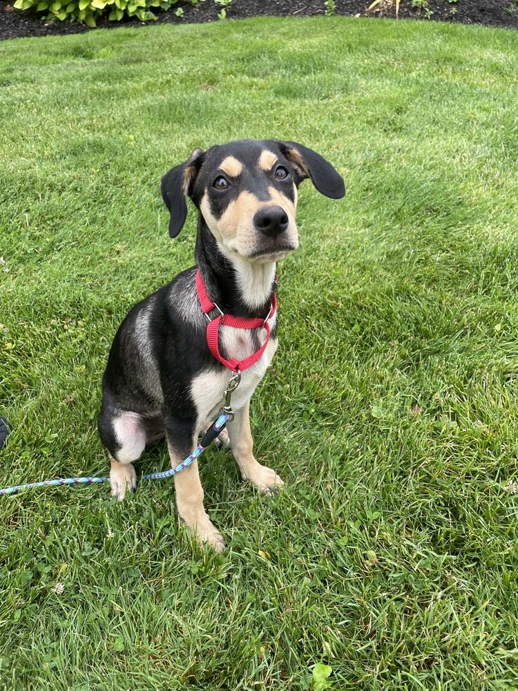 Jack, a Adoptable mixed breed in Valley Stream, NY image 3/6