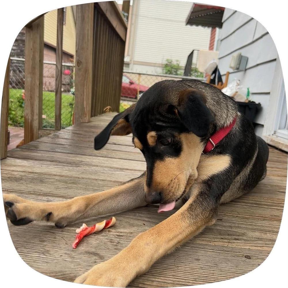 Enlarge Jack, a Adoptable mixed breed in Valley Stream, NY image 3/6